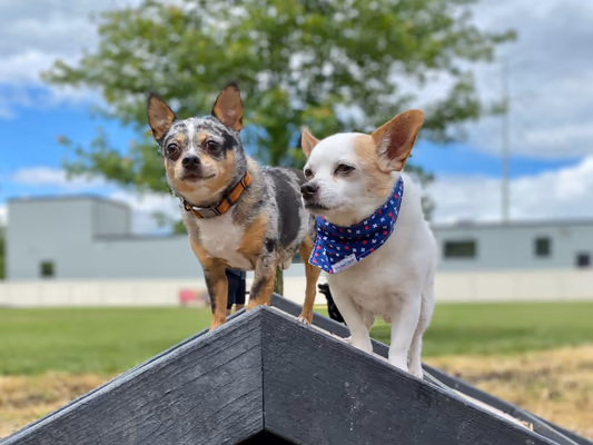 Red Dog Park photo 1